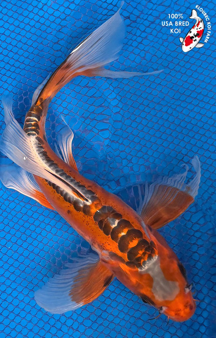10" "Audrey" Shusui Butterfly Koi #K52810(X4)