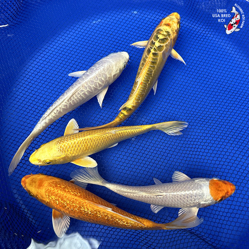 (5) 8-10" Koi "Golden Hour Collection" #J5221(X47)