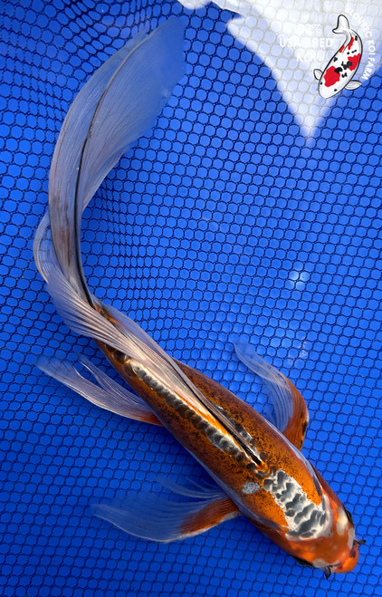 11" "Solstice" Doitsu Kujaku Butterfly Koi #J5223(X47)