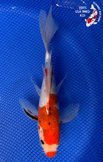 10" "Poppy" Doitsu Sanke Butterfly Koi #J5224(X47)