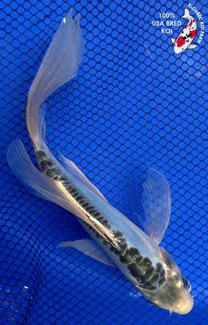 8" "Skylar" Shusui Butterfly Koi #J5227(X48)