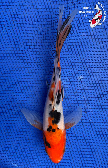 9" "Rosie" Sanke Butterfly Koi #J5228(X48)