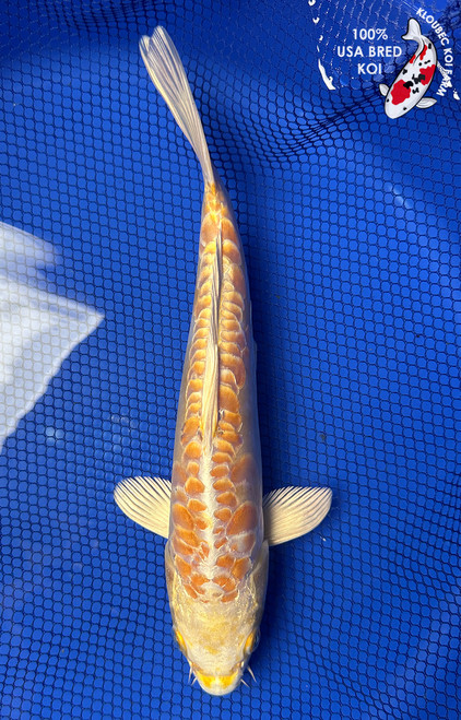 11" "Daisy" Doitsu Yamabuki Ogon Koi #J5229(X48)