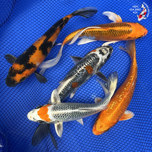 (5) 8-10" Crown Jewel Koi Collection #J52211(X44)