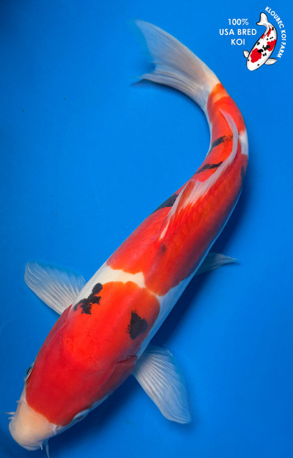 12" "Blazing Heart" Doitsu Sanke Koi #K53012(P4)
