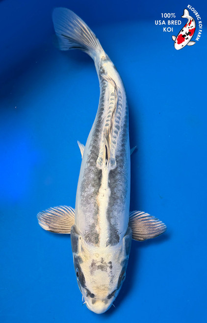 12" "Sterling" Kikokuryu Koi #K53013(P4)