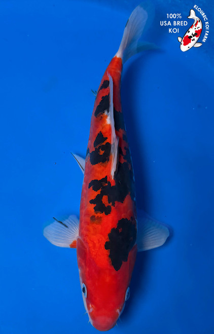 12.5" "Red Velvet" Aka Sanke Koi #K53016(P3)
