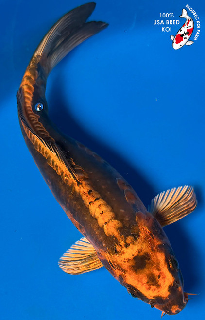 10.5" "Copperhead" Doitsu Koi #K53017(P3)