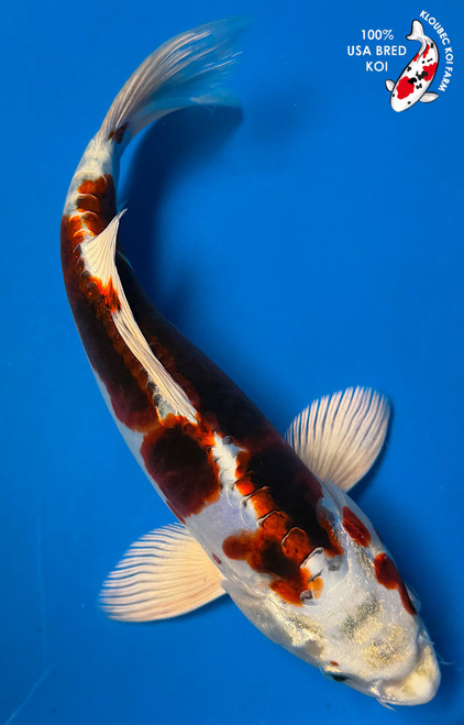 11" "Phoenix" Doitsu Yamato Nishiki Koi #K53018(P3)