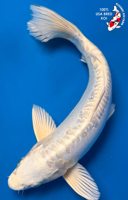 11" "Pearl" Doitsu Platinum Ogon Koi #K53019(P3)