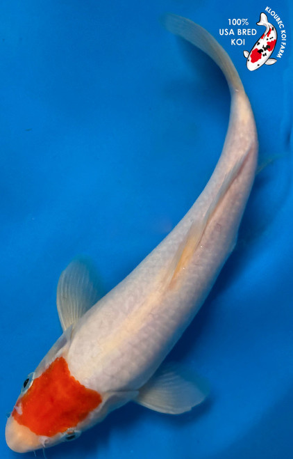 10.5" Tancho Koi #K53022(P1)