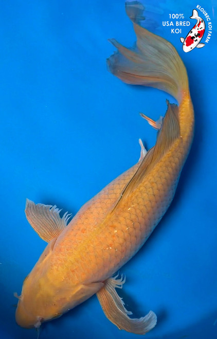 15" Chagoi Butterfly Koi #K53023(Q6)