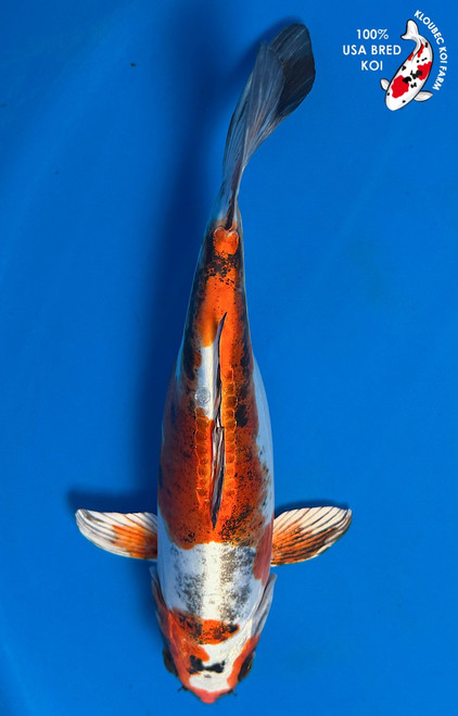 9.5" Beni Kikokuryu Koi #B661(X1)