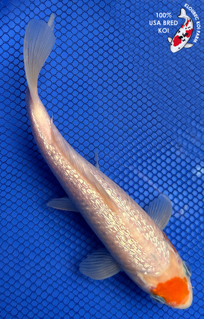 8" "Spot" Gin Rin Tancho Kohaku Koi #J52214(X39)