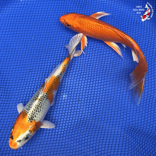 8-9" "Dynamic Duo" Koi Pair #J52215(X39)