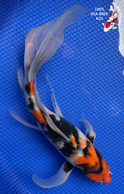 11" "Duchess" Showa Butterfly Koi #J52220(Q6)