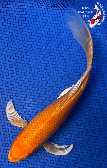 10" "Clementine" Orenji Ogon Butterfly Koi #J52222(Q6)