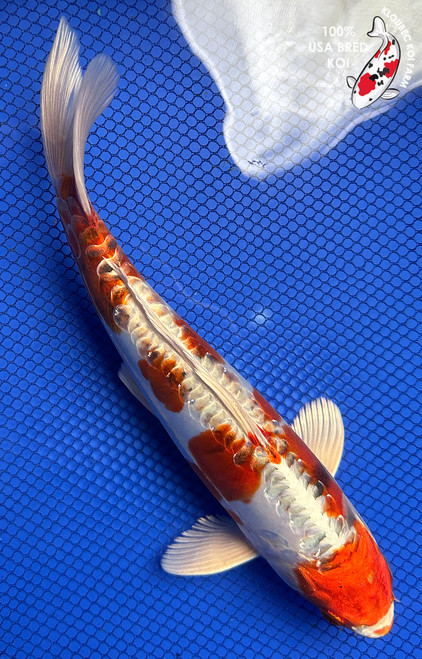Koi Fish for Sale | Japanese Koi Varieties Online | Kloubec Koi