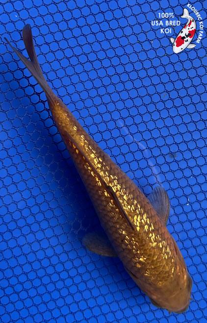 5.5" "Peanut" Gin Rin Chagoi Koi #J52224(X32)