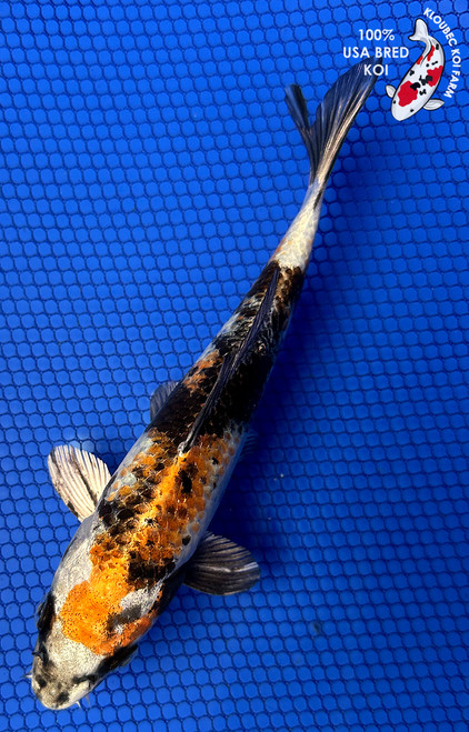 7" "Nacho" Kin Showa Koi #J52225(X32)