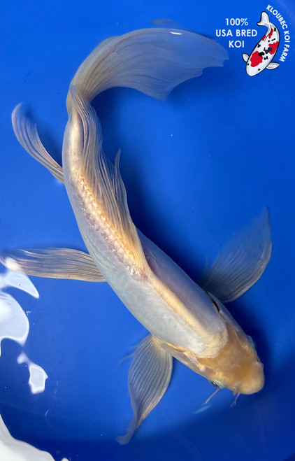13" "Opal" Doitsu Shiro Muji Butterfly Koi #J52233(U3)