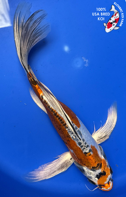 11" Beni Kikokuryu Butterfly Koi #J52834(U3)