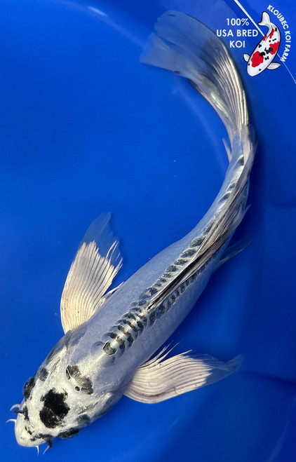 13" "Domino" Kikokuryu Butterfly Koi #J52236(U3)