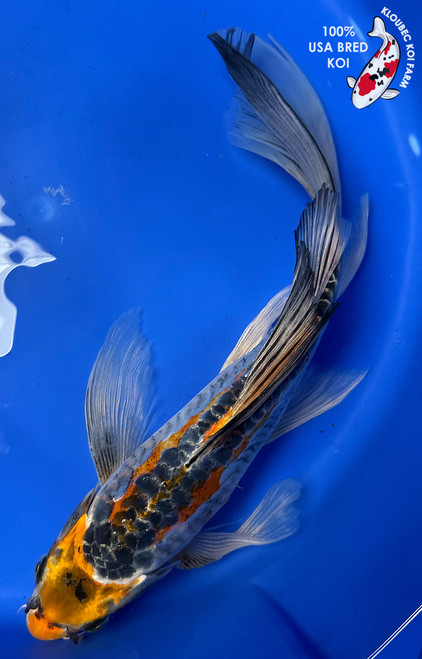 13" "Copper" Doitsu Butterfly Koi #J5228(U3)