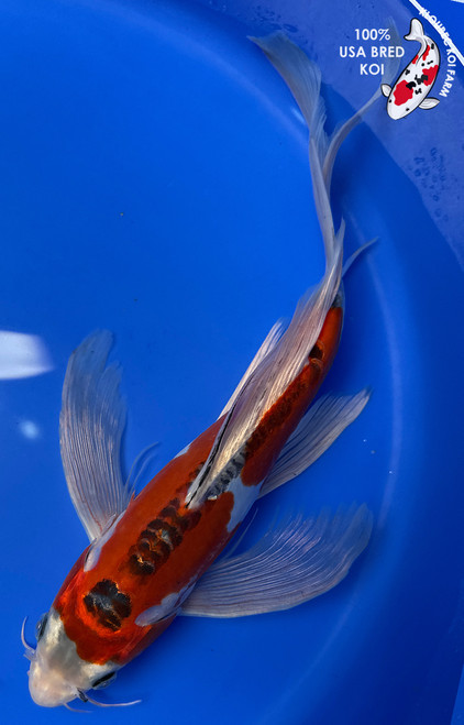 12" "Ladybug" Aka Shusui Butterfly Koi #J52241(U3)
