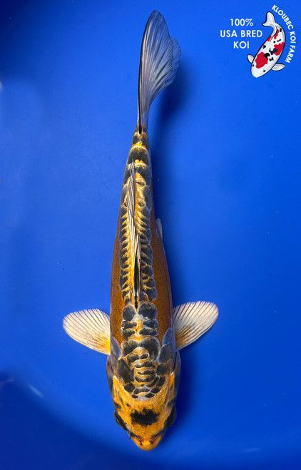 Shop Koi Varieties | Find Japanese Koi by Type | Kloubec Koi Farm