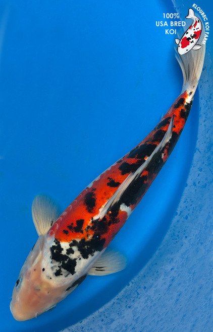 Shop Koi Varieties | Find Japanese Koi by Type | Kloubec Koi Farm