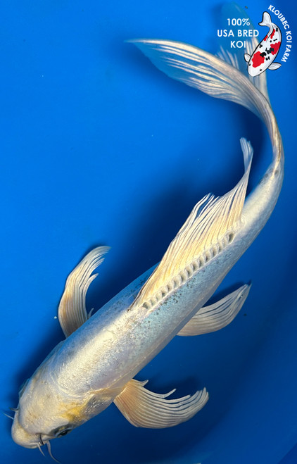 13" "Dove" Butterfly Koi #J5282(Q9)