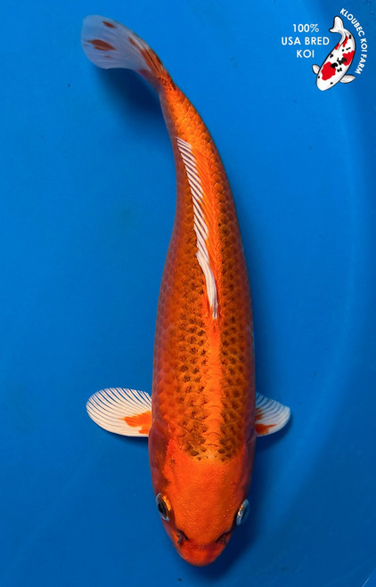 10" "Fanta" Matsuba Koi #B665(X1)