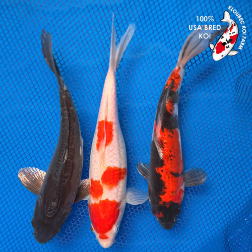 Kohaku Koi for Sale | Classic Red & White Koi Varieties | Kloubec