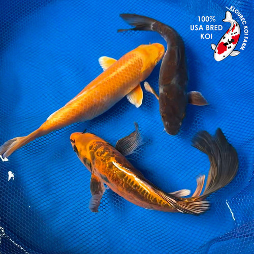 Koi Fish for Sale | Japanese Koi Varieties Online | Kloubec Koi