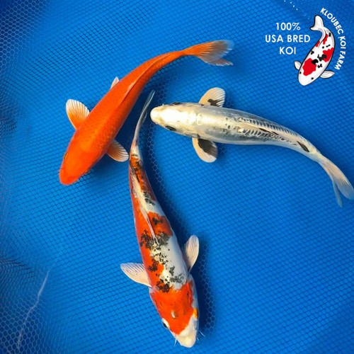 ANKOIページ Orenji Ogon Koi | Orange Koi Fish | Kloubec Koi Farm