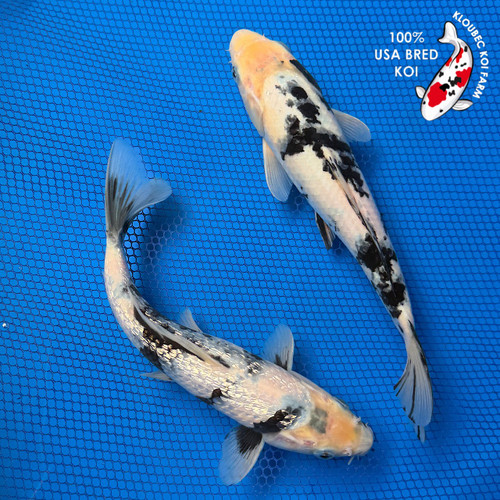 (2) 8-10" "Seriously Shiro" Koi Couple #K6615(X46)