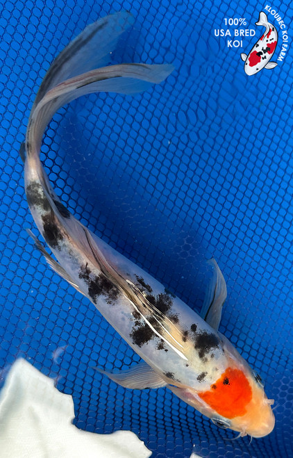 10" "Halo" Doitsu Tancho Sanke Butterfly Koi #J657(P2)