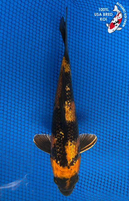 8.5" "Tiger" Gin Rin Ki Utsuri Koi #J6510(P2)