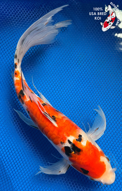 14" "Trinity" Doitsu Sanke Butterfly Koi #J6515(Q9)
