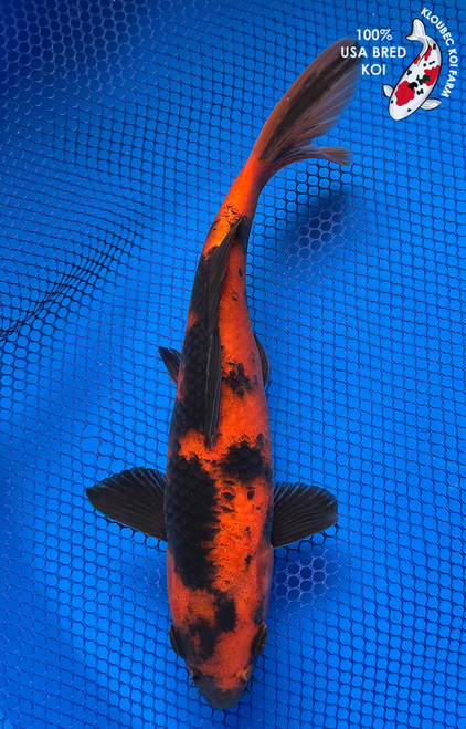 8" "Ember" Hi Utsuri Koi #J6519(P2)