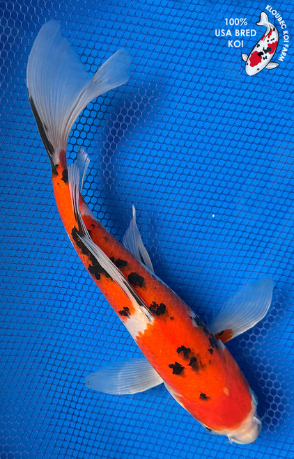 Koi Fish for Sale | Japanese Koi Varieties Online | Kloubec Koi