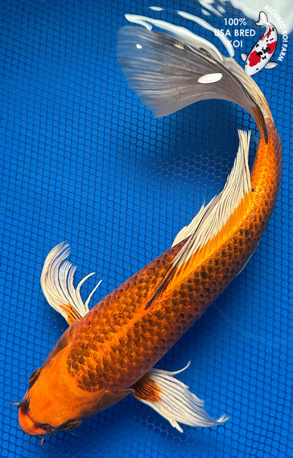 Koi Fish for Sale | Japanese Koi Varieties Online | Kloubec Koi
