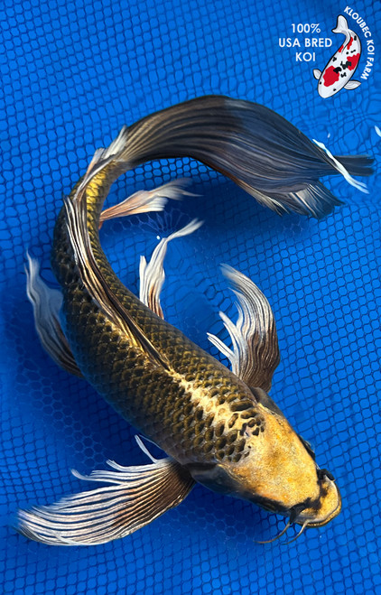13" "Gunner" Metallic Matsuba Butterfly Koi #J6522(Q9)