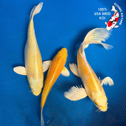 (3) 8-10" "Buttercream Bundle" Ogon Koi Pond Pack #K6619(X51)