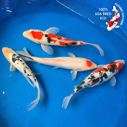 (4) 9-12" "Fab Four" Koi Pond Pack #K6620(X3)