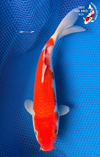 9" "Lollipop" Goromo Koi #K6623(Q1)