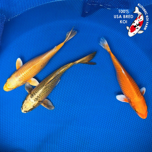 (3) 8-10" Oh-My-Ogons" Koi Pond Pack #K6625(X45)