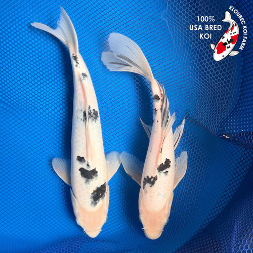(2) 8-10" " Bekko Buds" Koi Pair #K6626(Q4)