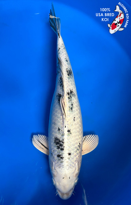 15" "Moonshadow" Gin Shiro Bekko Koi #J6523(Q10)